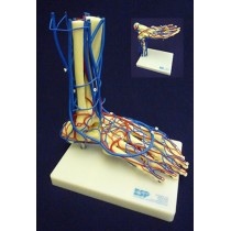 Vascular Foot